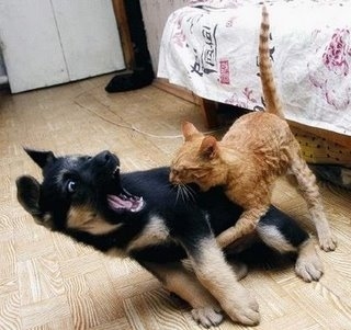 cat,  dog and  fight