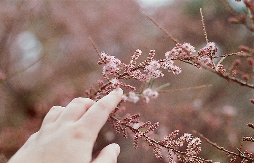 branch, dream and flower