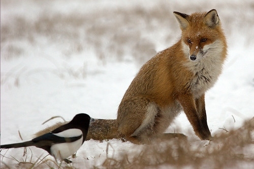 bird, fox and nature