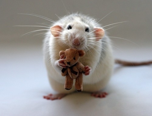 cute, mouse and rat
