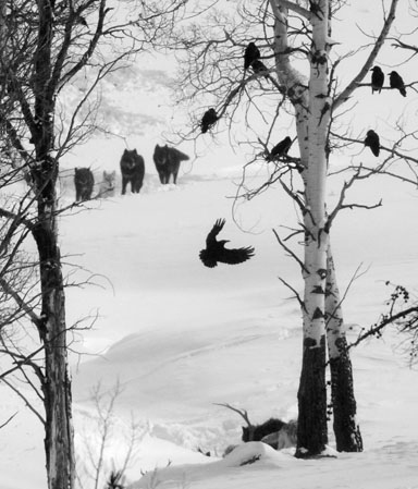 birds, black and white and snow