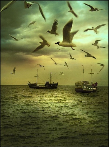 bird, boats and freedom