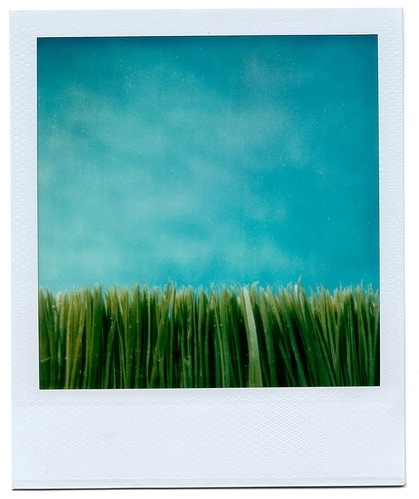 blue, grant hamilton and grass