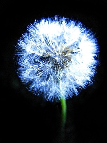 black, blue and dandelion
