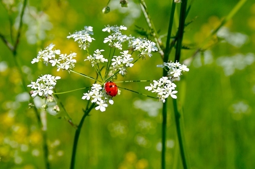 flowers, green and insect