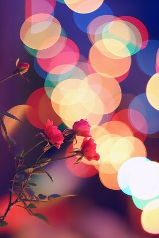 colorful, dots and flower