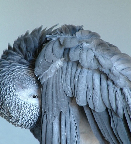 animals, feathers and gray
