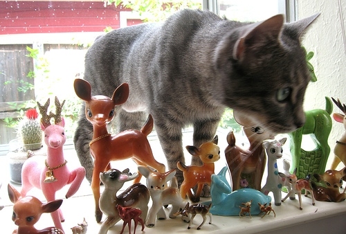 cat, cats and collection