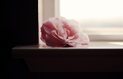 camellia, flower and photography