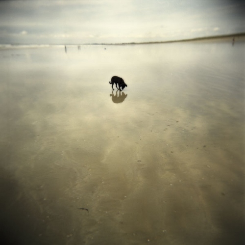 alone, beach and dog