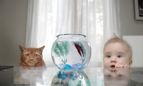 baby,  cat and  fish