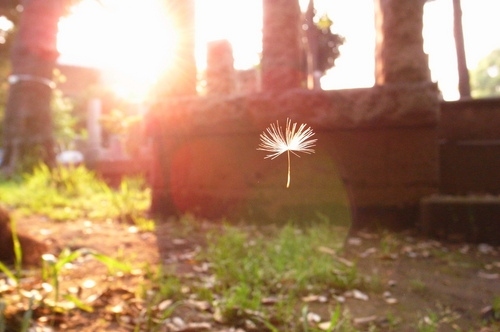 dandelion, freeze frame and outdoor