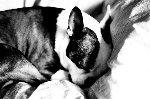 black and white, boston terrier and cute