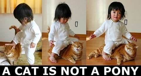 cat,  child and  funny