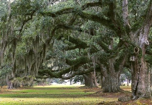 oak, row and south