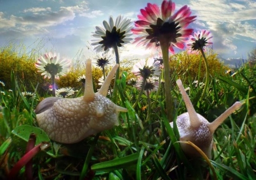 animal, daisies and grass