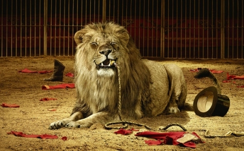 animal,  animal rights and  circus