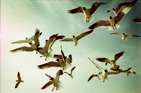 bird, birds, flying, nature, seagull, sky