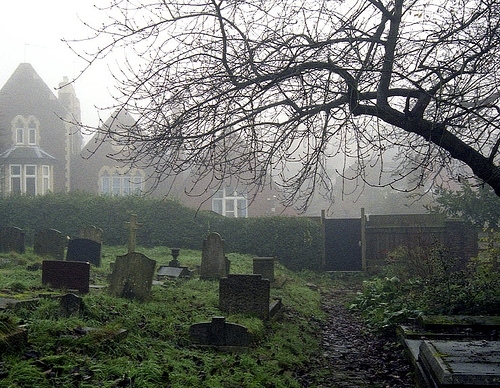 branches, cemetery and england