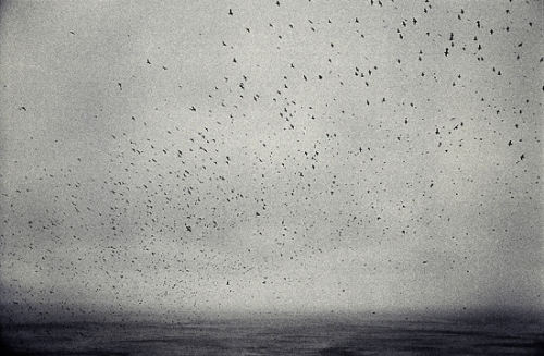 birds, black and white and photography