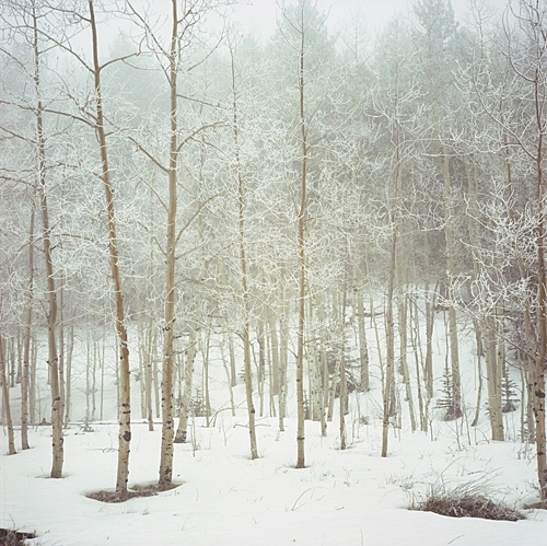 bare, birch and nature