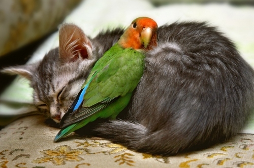 animals, bird, cat, hug, parrot