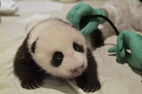 baby panda, cute and panda