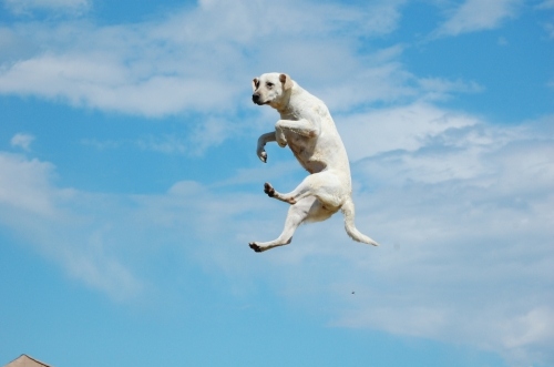 dog, flying and jump