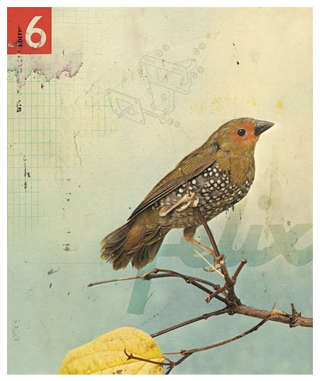 art, bird and collage