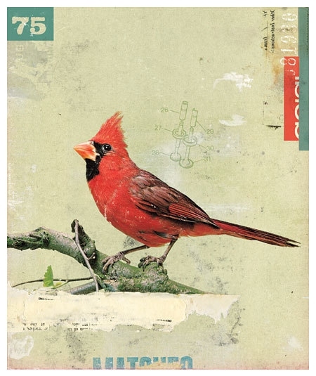 art, bird and cardinal