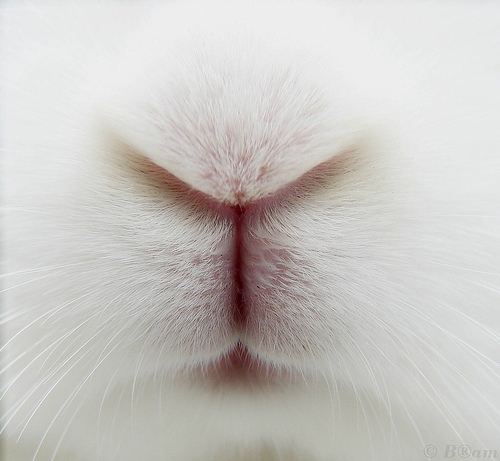 bunny, nos and nose