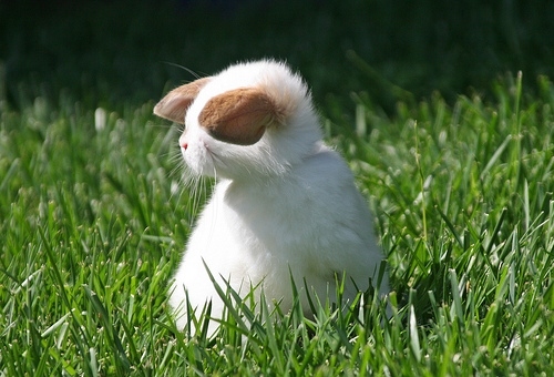 bunny, cute overload and ears