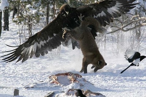 animal,  eagle and  hunt