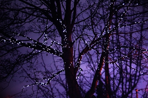 branches, mini lights and night