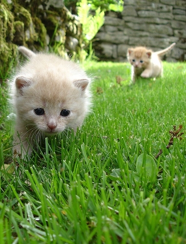 cute, grass and hunt