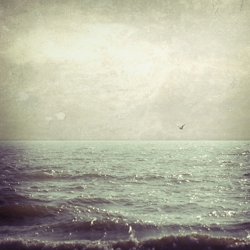 ambient, bird and horizon