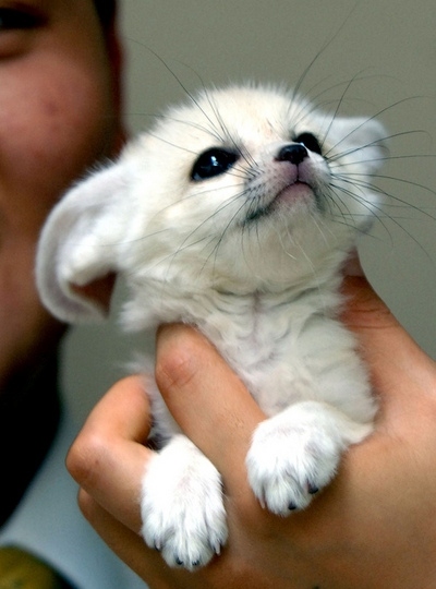 adorable, cute and fennec fox