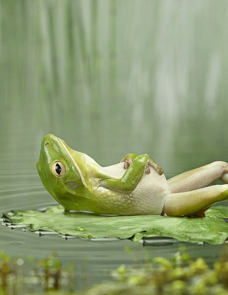 content, frog and happy