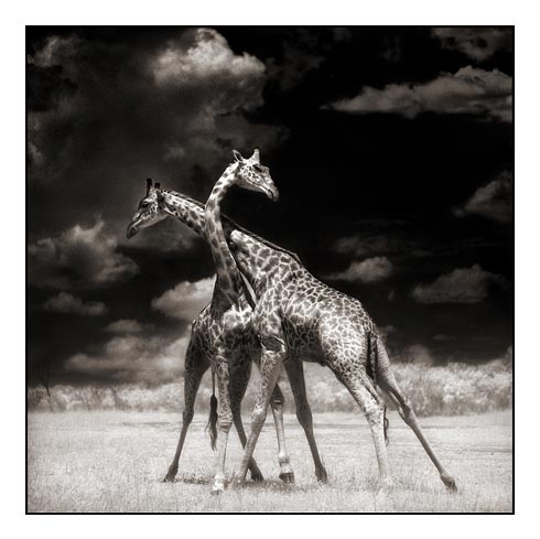 africa, animals and black and white
