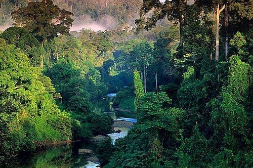 jungle, rainforest and river