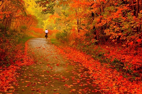 autumn, beautiful and bike