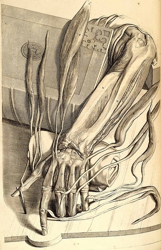 anatomical, anatomy and bones