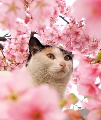 animali, bianco and blossoms
