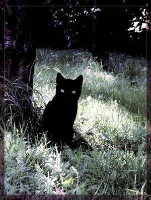 black cat, cat and kitten