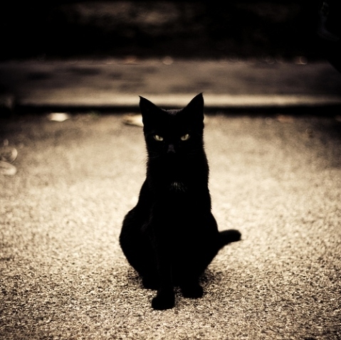 black, cat and evil