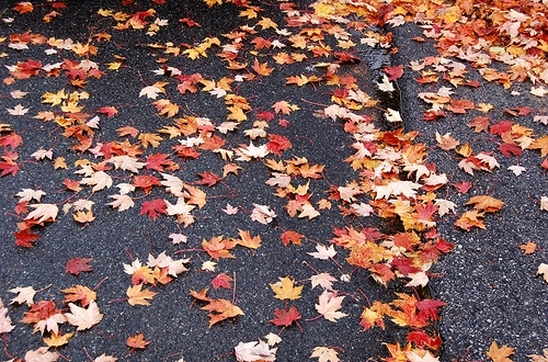 autumn, fall and leaves