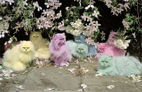 cats,  color and  juicy couture