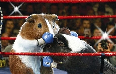 cute,  fun and  guinea pig