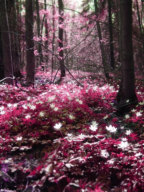 color, flower and forest