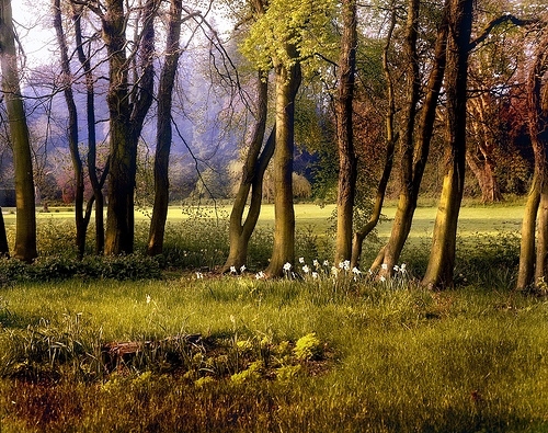 flowers, forest and grass